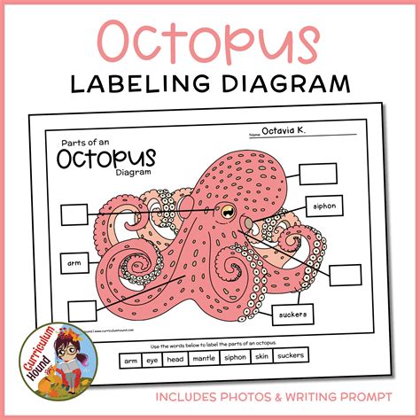 Octopus Facts Worksheet For Kids