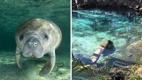 7 Florida Springs To See Manatees During Peak Season And A Secret Spot To