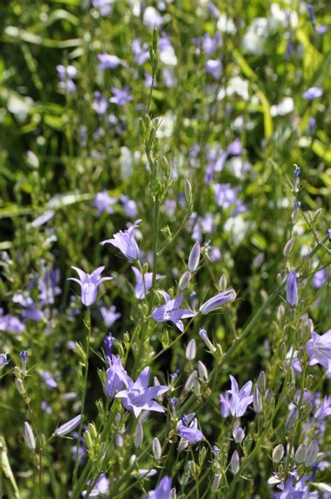 Campanula Rapunculoides Frikarti Stauden AG