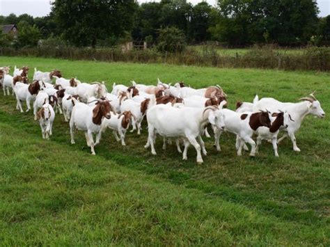 Why Goat Meat Is Set To Be The Next Big Food Trend Its Not Just Tasty Its Ethical Too The