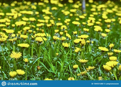 Meadow With Yellow Dandelions General Plan Color Stock Photo Image