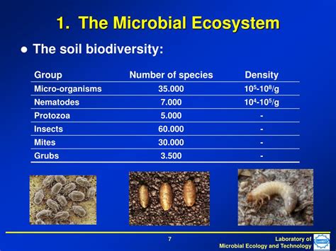 Ppt Microbial Life In Soil Powerpoint Presentation Free Download