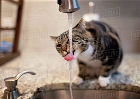 Cat Drinking Water From Faucet On Kitchen Counter At Home
