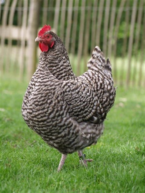 Heritage Chicken Breeds And Why They Are Better