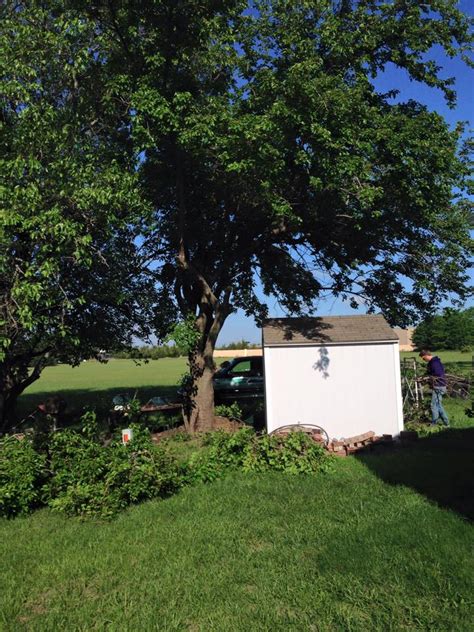 Expert tree trimming nationwide residential & commercial service trees require regular trimming to stay healthy and look great. Tree Trimming Company Wichita, Tree Trimmers - WML