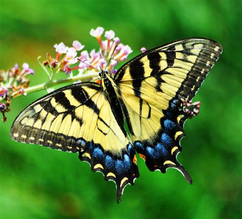 Butterflies: attract pollinating butterflies to garden