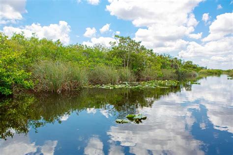 Everglades Definición Y Significado Diccionario Inglés Collins