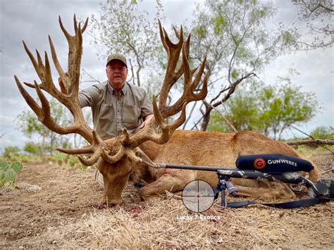 Red Stag Hunts Lucky 7 Exotic Ranch Texas Best