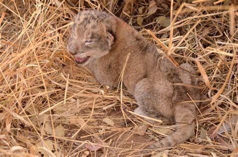 First Test Tube Lion Cubs Born Sparking Fresh Hope That Worlds Other