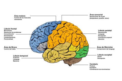 Partes Do Cerebro