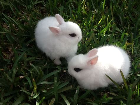 Dwarf Hotot Kits 2013 Cute Baby Bunnies Adorable Cute Animals Cute