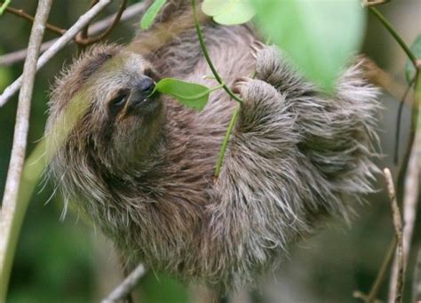 Sloth On Isla Bastimentos Panama Photo Credit Jenny Zondervan