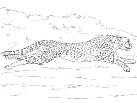 Realistic Printable Realistic Cheetah Coloring Pages ... Baby cheetah printable coloring pages.