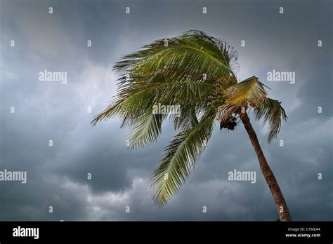 Hurricane Palm Bend Hi Res Stock Photography And Images Alamy