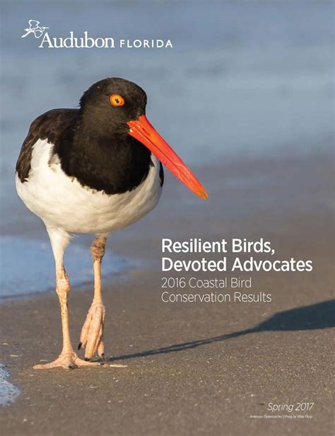 Resilient Birds Devoted Advocates 2016 Coastal Bird Conservation
