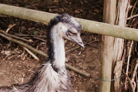 Emu Bird Flightless Free Photo On Pixabay Pixabay