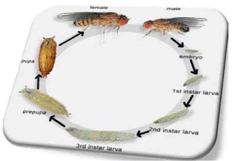 Life Cycle Of Fruit Fly Drosophila Melanogaster Abolaji Et Al 42