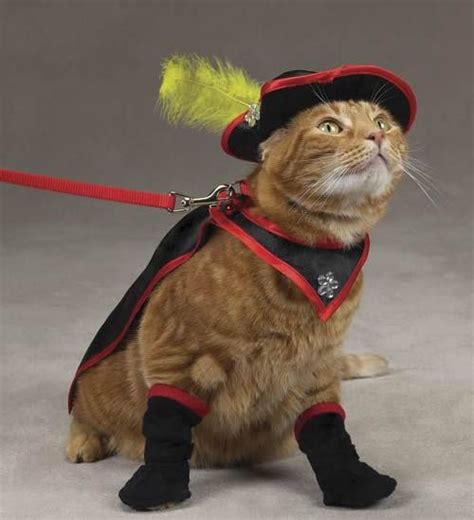 66 Best Puss In Boots Images On Pinterest