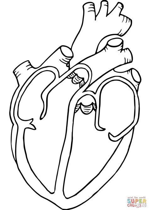 Anatomical Heart Coloring Page Free Printable Coloring Pages