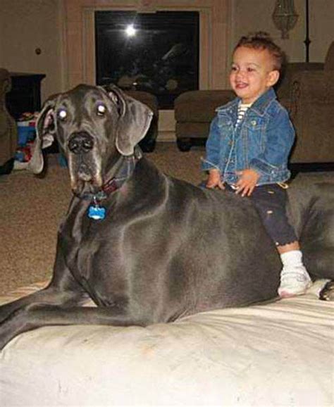 Cute Kids And Pets Momme Worlds Biggest Dog Worlds Tallest Dog