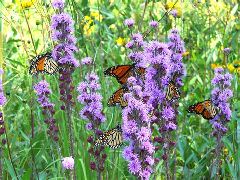 For more information on the native plant species of michigan, visit the michigan department. native Michigan plant: Monarch butterflies on Liatris ...