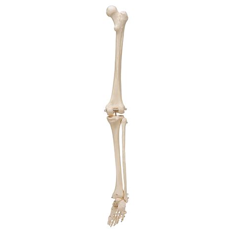 Esqueleto De Pierna Con Pie 3b Smart Anatomy 1019359 A35
