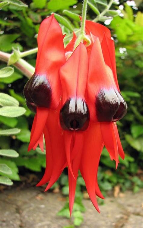 Interflora australia's florists located in these affected areas are able to continue delivering your floral and hamper orders. Floral Emblem of South Australia. Sturt's Desert Pea ...