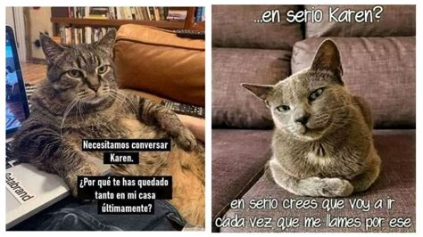 5 Memes De Karen Y El Gato Graciosos Para Compartir En Whatsapp Petlife