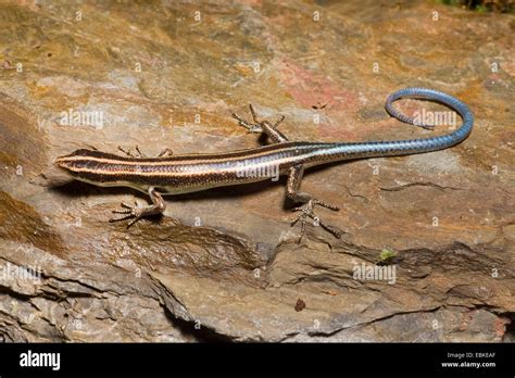 Blue Tailed Skink Hi Res Stock Photography And Images Alamy