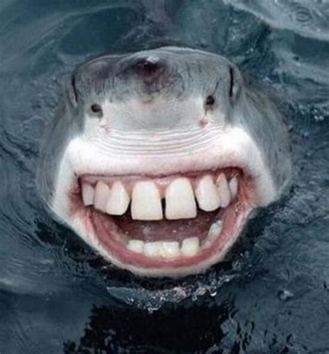 Fossil shark teeth have been dated back hundreds of millions of years. 22 Shark With Human Teeth Pictures That Are Just Ridiculous