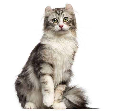 Meowza These Are The 13 Most Expensive Cat Breeds In The World Cat