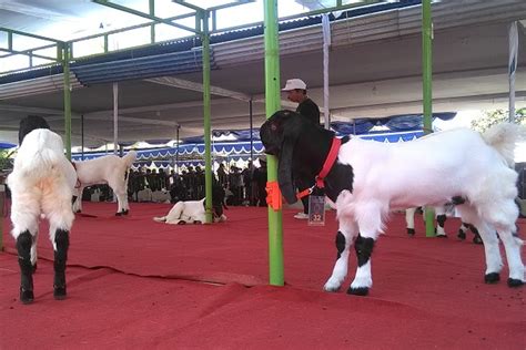 Kyojin mampu mempercepat pertumbuhan anakan ayam dan bisa membuat. Jual Beli Kambing Etawa Purworejo - Tentang Kolam Kandang ...