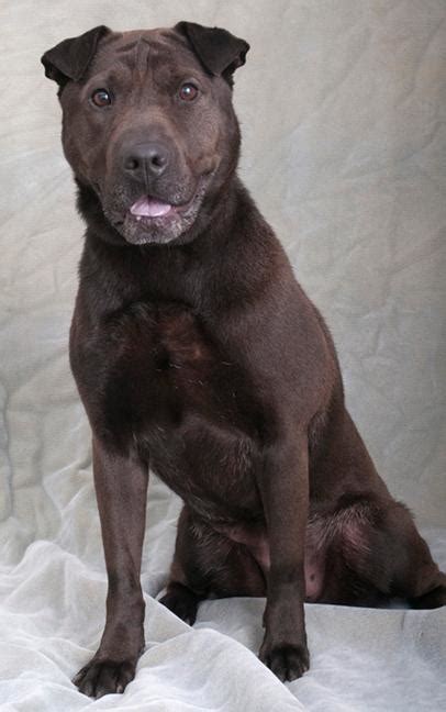 Plano Il Adopt Reba The Wonderful Chocolate Labshar Pei Mix