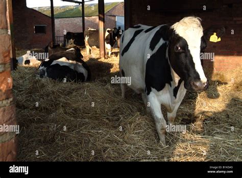 Cows In A Barn Stock Photo Alamy