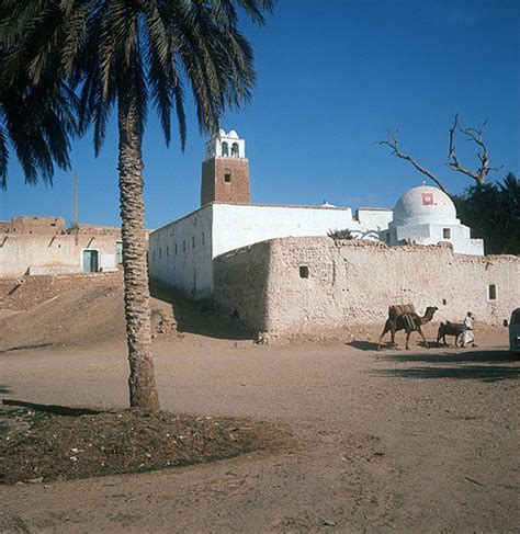 Oasis At Nefta With Arab Leading Camel Tunisia