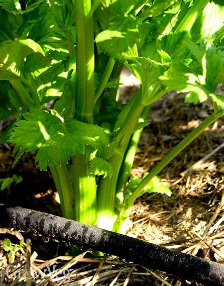 Growing Celery Two Ways