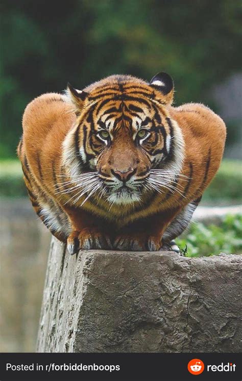 the muscles on this tiger r natureismetal