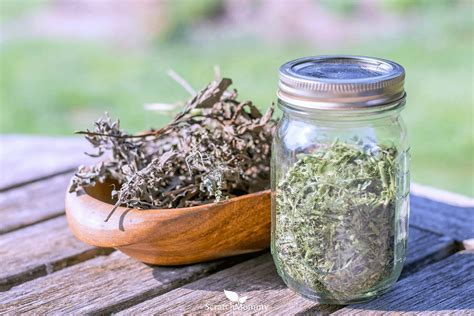 How To Store Herbs For Potency And Longevity Scratch Mommy