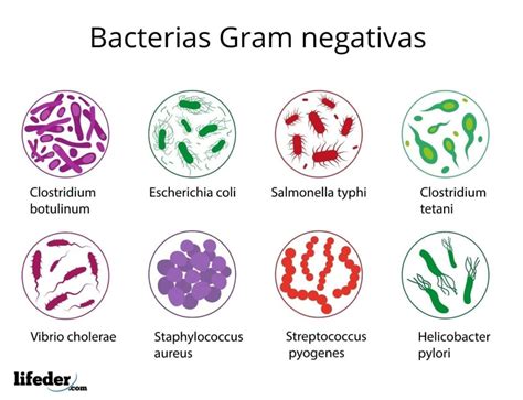 Clasificacion De Las Bacteriaspdf Bacterias Gram Negativo Images