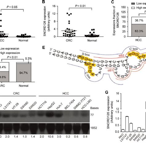 Correlations Between Snord126 Expression And Clinicopathologic Features