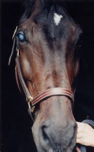 They are one of the leading causes of canine blindness, and as unfortunately, all dog breeds are prone to eye problems and cataracts. Cataracts in Horses - HolisticHorse.com