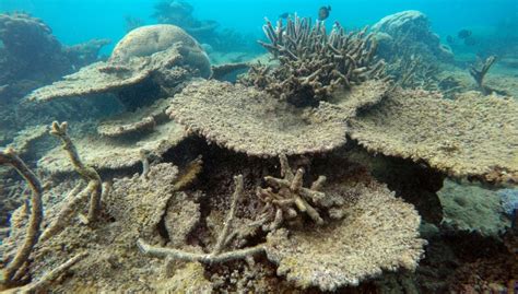 The Great Barrier Reef Just Suffered The Worst Die Off Ever Seen Gizmodo Australia