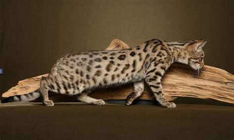 The Exotic Domestic Bengal Cat
