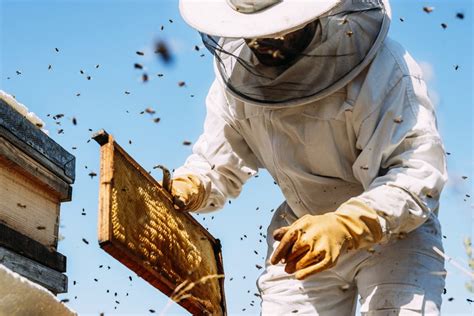 Bee Removal How To Safely Remove Bees Bugz Bug Me