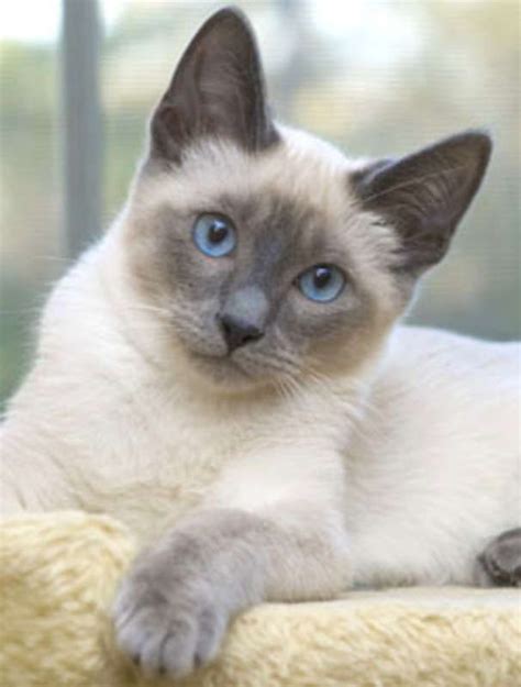 Blue Seal Point Siamese Siamese Kittens In Maryland Chocolate Lilac Blue Seal Points