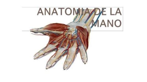 Anatomia De La Manohuesosligamentosarticulaciones Y Musculos