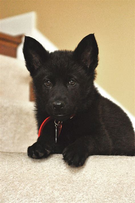 My Black German Shepherd When She Was Just A Tiny Pup Animals