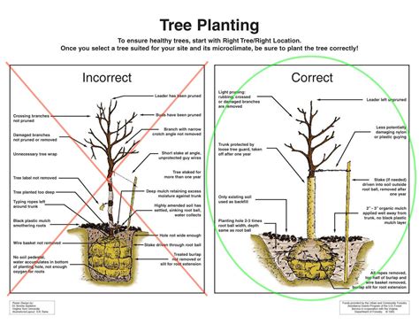 Write a tree plantation paragraph. New Tree Planting & Care - Tree Tamers Inc.