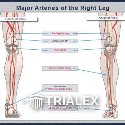 Leg Anatomy Artery