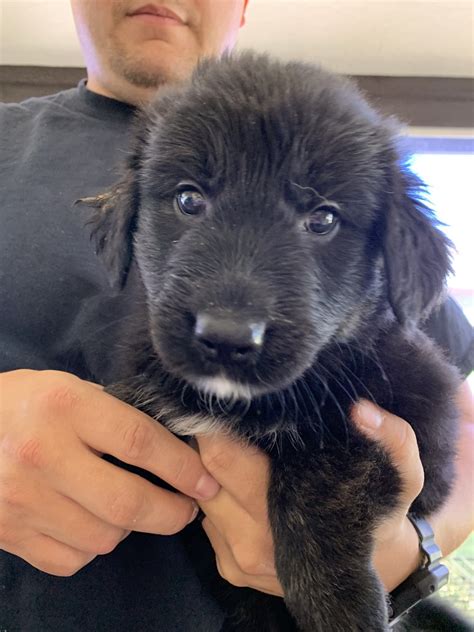 In the process of acquiring a german shepherd as your family companion, protector or working dog, the zauberberg name guarantees the best quality and. German Shepherd Puppies For Sale | Sun City, AZ #299725